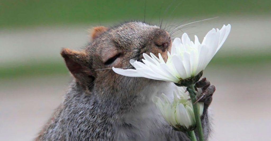 animales oliendo flores dest
