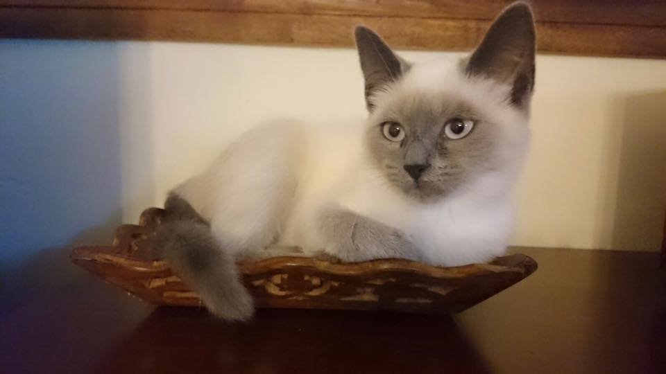 Brisa, la gata que salvó a su familia de morir en un incendio