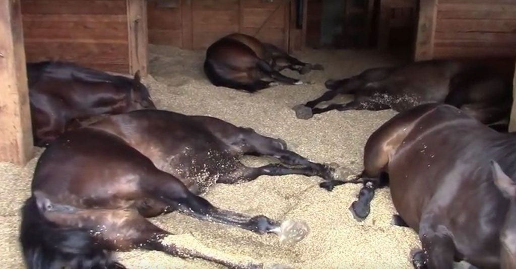 Entérate cómo duermen los caballos – Dimensión Hípica