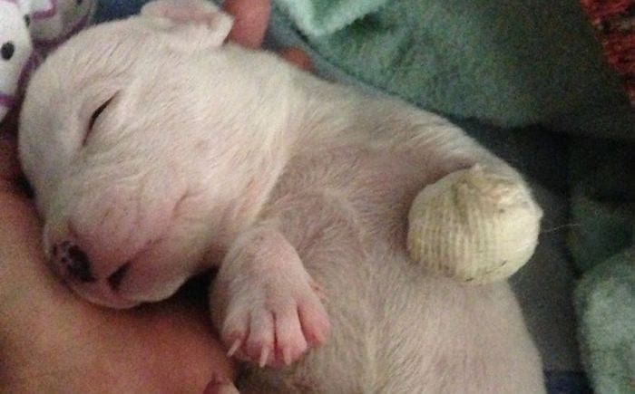 cachorro pitbull rescatado destacada