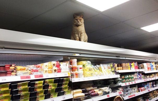 gato supermercado destacada