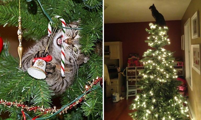 15 gatos que ayudan a decorar el árbol de Navidad de una forma muy peculiar