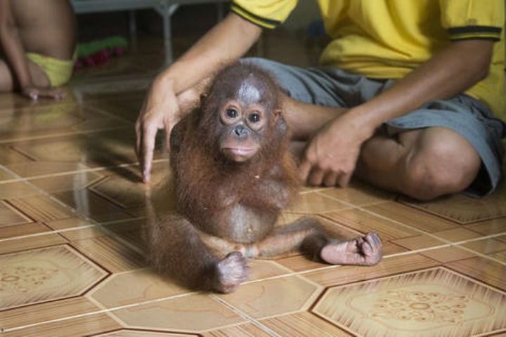 Esta bebé orangután no deja de abrazarse a sí misma porque fue arrebatada de los brazos de su madre