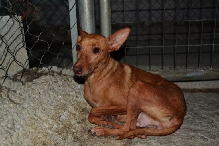 Se acerca el fin de la temporada de caza y comienza la pesadilla para muchos perros