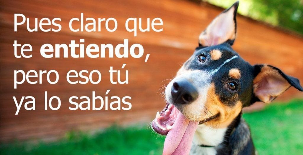 Un estudio demuestra científicamente que los perros entienden nuestra emociones