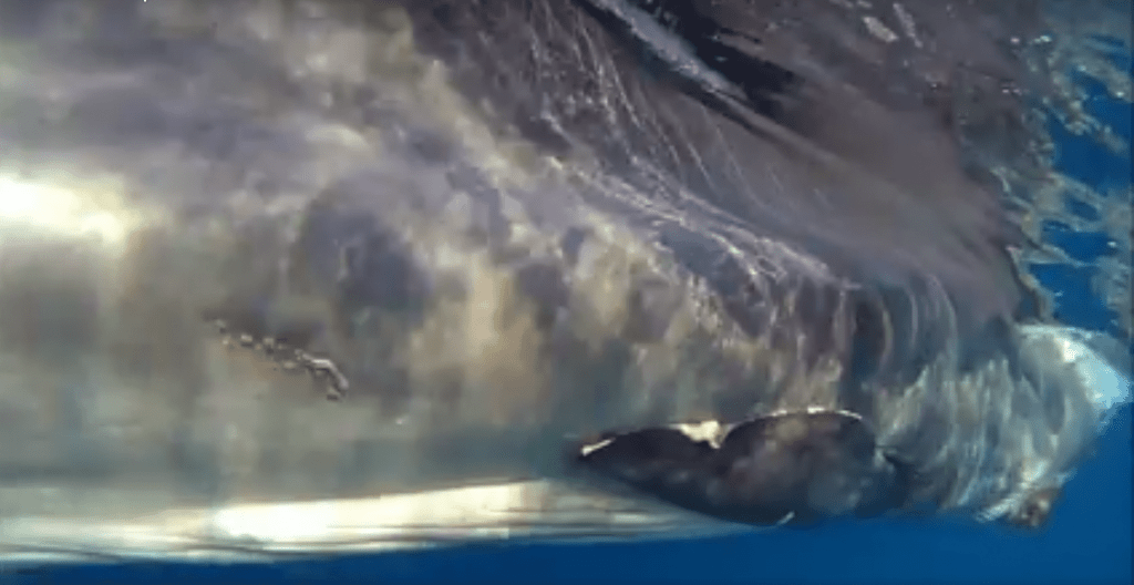 Dos jóvenes consiguen rescatar a una ballena que estaba atrapada cerca de la costa