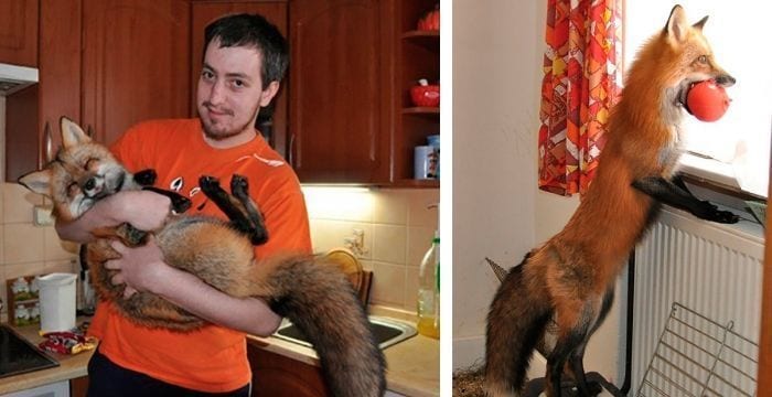 zorro se convierte en mascota despues de sera salvado de una granja