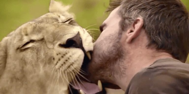 Este hombre está protegiendo a los leones y se convertido en un miembro más de la manada