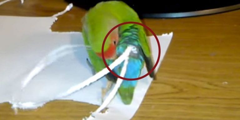 ¿Se preocupan los agapornis por su imagen? Mira cómo decoran sus colas con papel
