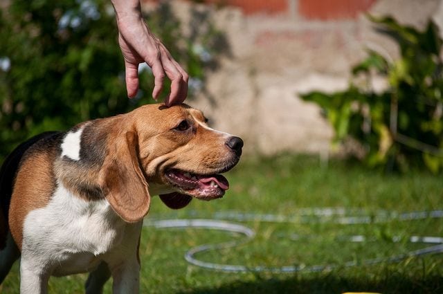 costumbres perros 06