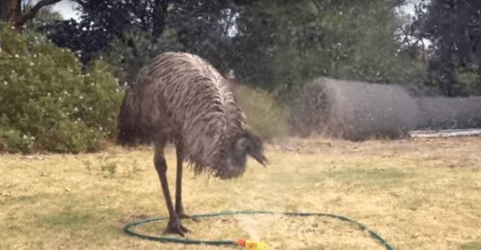 emu aspersor