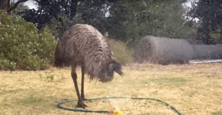 La hilarante reacción de un emú cuando se encuentra con un aspersor