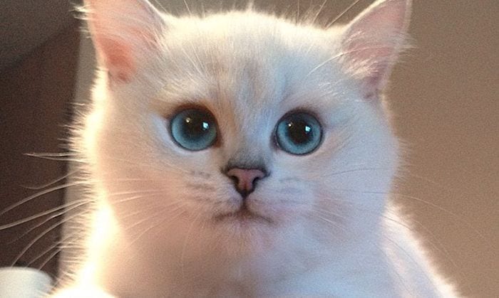 Este es Coby, el gato con los ojos más bonitos del mundo, según los internautas