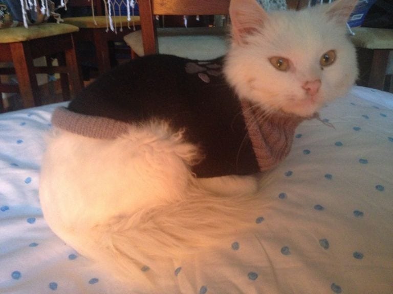Este gato es un refugiado más, pero ha perdido a su familia y ahora la está buscando