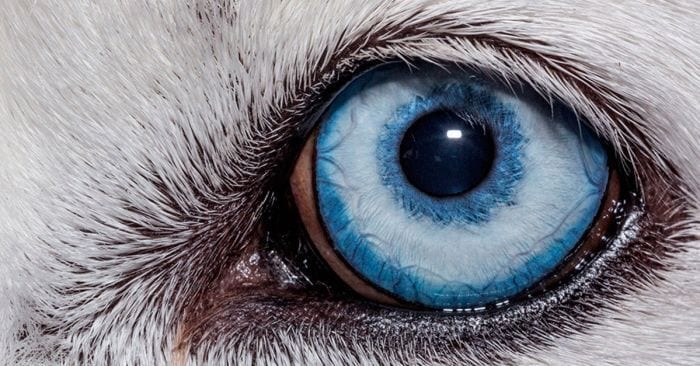ojos animales
