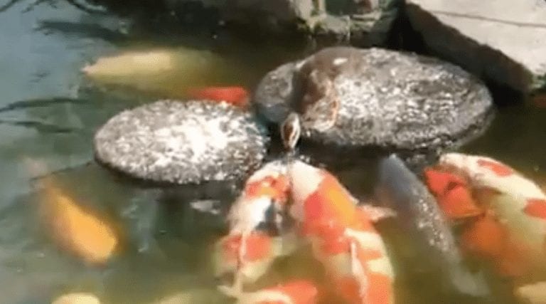 Este tierno patito decide repartir la comida de la superficie con sus amigos los peces