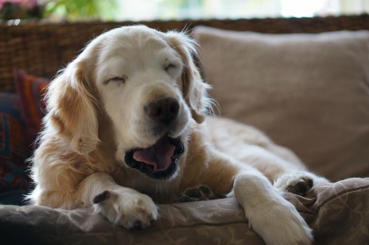 9 modos que tu perro tiene de comunicarse contigo que quizá no entiendas