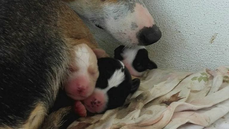 Perra esconde a sus cachorros cavando un hoyo durante un brutal asalto a una protectora