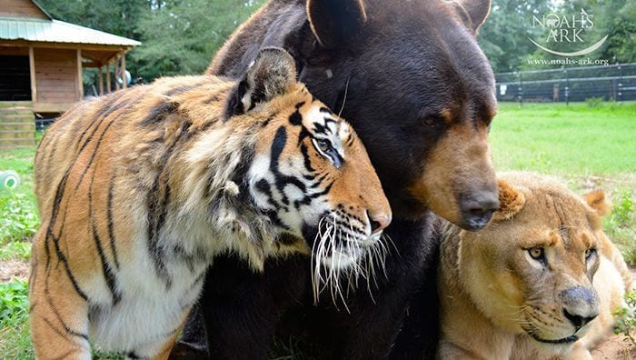 Un tigre, un oso y un león: la bonita historia de una amistad inusual