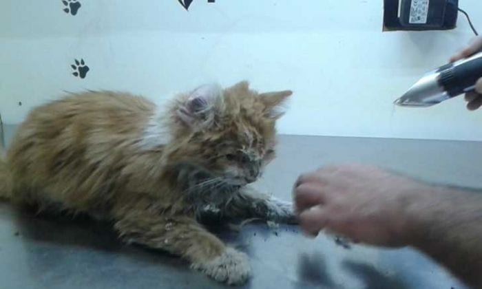 ayuda animales siria 01