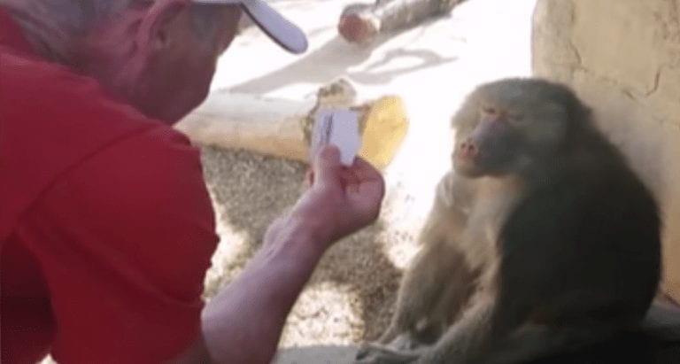 La reacción de un babuino ante un truco de magia que hará que quieras cerrar cualquier zoológico