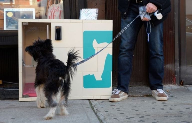 ¿Dejarías a tu perro en una caja de plástico en la calle? En esta ciudad lo hacen