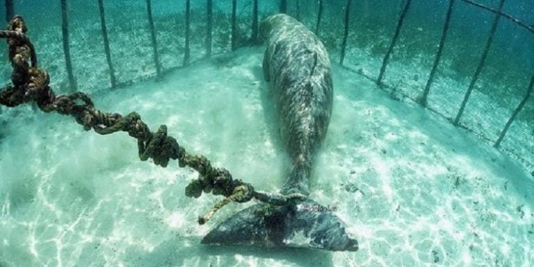 Otra historia más del turismo de explotación animal: dos dugongos enjaulados bajo el agua
