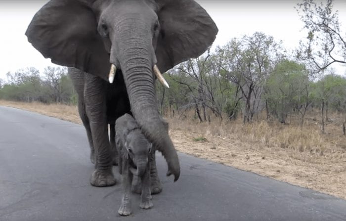 elefante cachorro 02