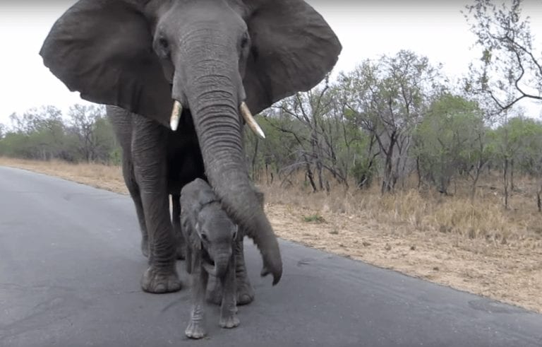 «No hables con extraños» le dice esta elefanta a su cachorro cuando se acerca un grupo de turistas