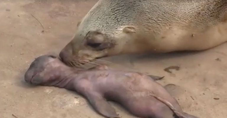 Un león marino llora desconsoladamente la muerte de su cría