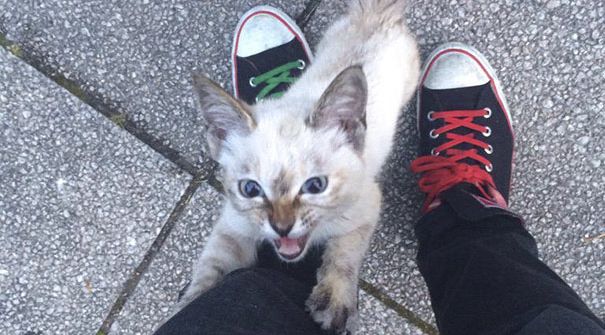 gato adoptado destacada