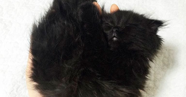 Esta adorable bola de pelo te va a dejar boquiabierto cuando abra los ojos