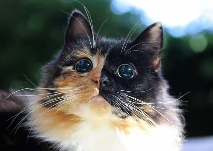 La historia que hay detrás de estos preciosos ojos negros te hará vibrar