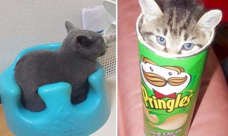 19 gatos que encuentran la comodidad en los sitios más inverosímiles