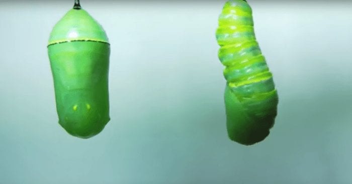 metamorfosis mariposa 01