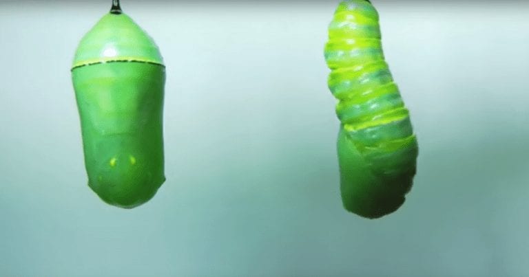 El vídeo de la metamorfosis de una mariposa monarca más cerca que nunca
