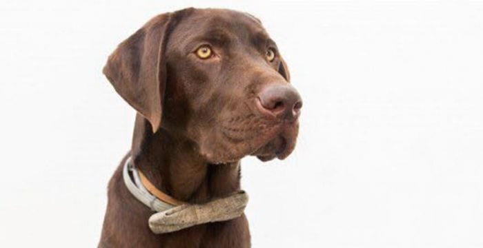 nanook el perro heroe que salvo a un hombre de morir ahogado