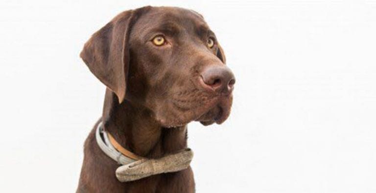 Nanook, el perro que salvó la vida de un hombre que se estaba ahogando