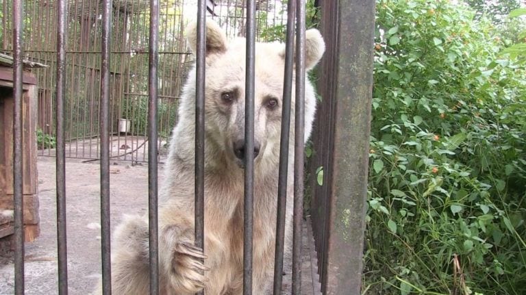 La triste mirada de una osa que llevaba 30 años esperando ser rescatada