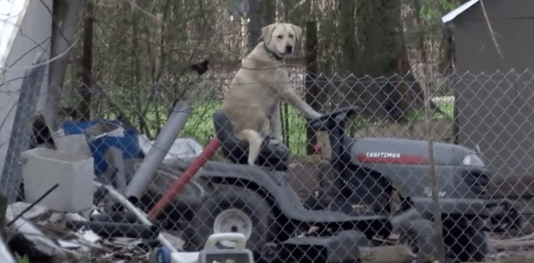 Estaba grabando los efectos de un tornado y encontró a su perro montado en un cortacésped