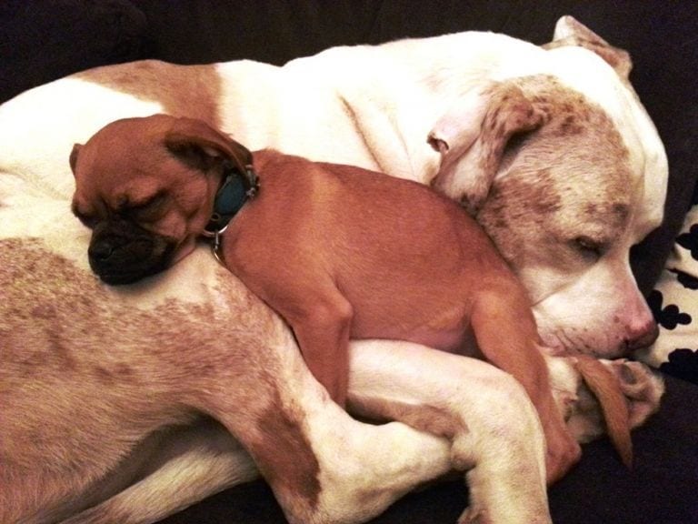 Este perro tranquiliza con abrazos a todos los animales que llegan aterrorizados al refugio