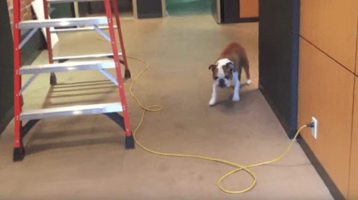 perro supera miedo 01