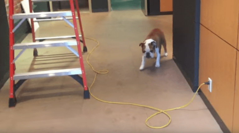 Así supera este cachorro su miedo irracional hacia los cables y las escaleras