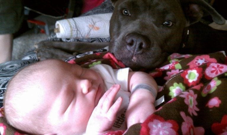 15 perros reaccionando ante la llegada de un bebé a casa