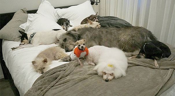 perros mayores adoptados destacada