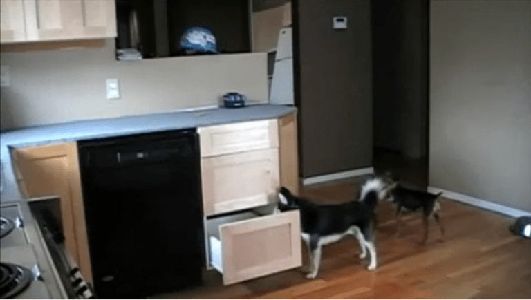 Dos perros aprenden a hacer una escalera con los cajones de la cocina para robar comida