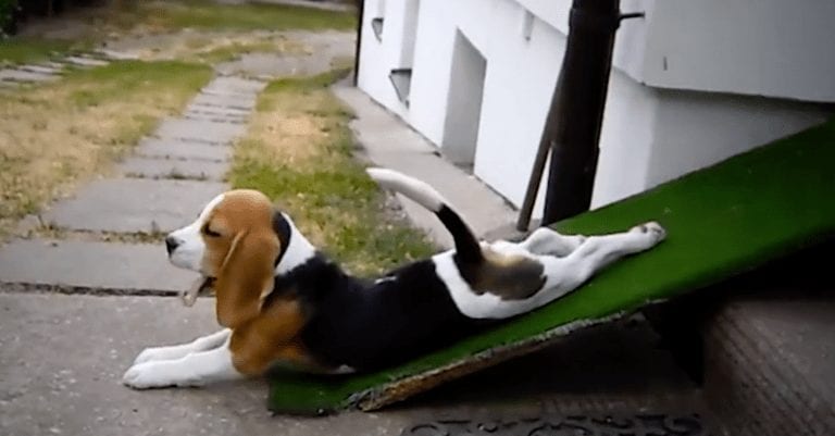 Estos perros no conocen la expresión «esforzarse al máximo»