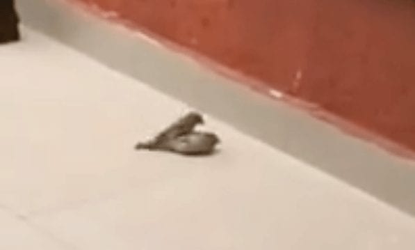 reanimacion pajaro 02