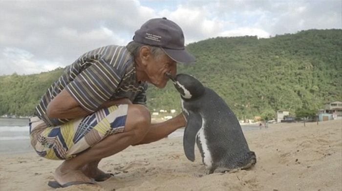 reencuentro pinguino 01