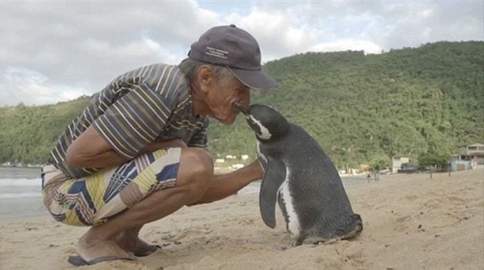 Un pingüino recorre 8.000 km todos los años para reencontrarse con el hombre que lo salvó